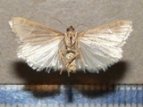 Euchromius gnathosellus
